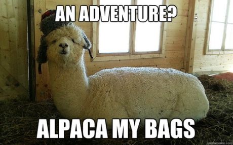 alpaca